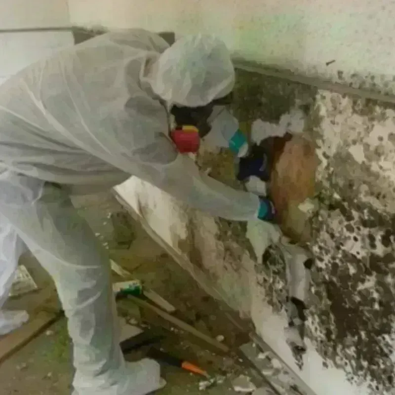 Mold Remediation and Removal in Pierson, FL